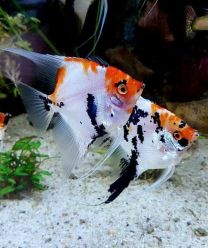 Pterophyllum scalare oranž panda 