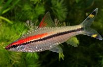 Puntius denisonii L