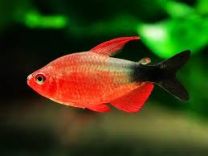 Hyphessobrycon peugeoti