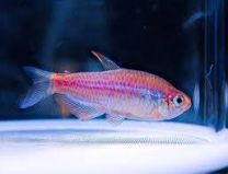 Inpaichthys parauapiranga