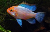 Microgeophagus Ramirezi Neon blue Gold