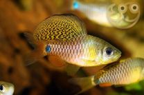 Oreichthys crenuchoides