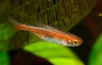 Microrasbora rubescens