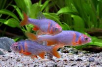 Notropis lutrensis