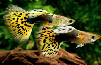 Poecilia reticulata - Dragon yellow