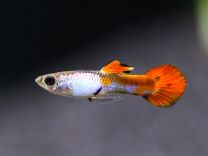 Poecilia wingei - metallic silver red M/F