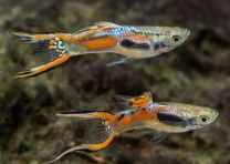 Poecilia wingei - K33 M/F