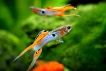 Poecilia reticulata - Lyratail powderblue red tail M/F