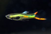 Poecilia wingei - kolibri green