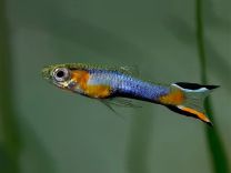 Poecilia wingei - blue star M/F