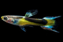 Poecilia wingei - Saddleback M/F