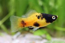 Xiphophorus maculatus - golden dusk
