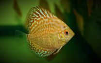 Discus golden leopard SM