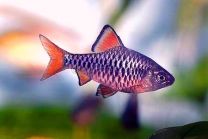 Oliotius (barbus) oligolepis