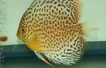 Discus Leopard 10cm