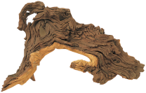Mopani juurikas M 25 - 35cm