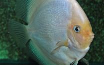 Discus white diamond ML