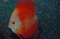Discus Red Melon 5cm