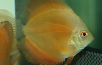 Discus Red Melon 8cm