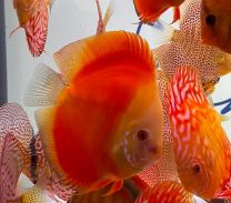 Discus Texel Red Melon L
