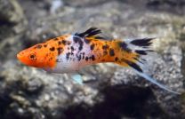 Xiphophorus helleri koi calico