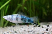 Xiphophorus helleri roheline marmor