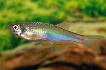 Brachydanio albolineatus