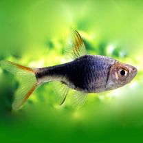 Rasbora heteromorpha must