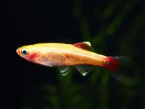 Tanichthys albonubes gold