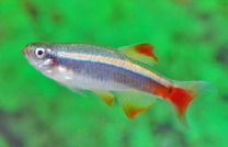Tanichthys albonubes lini