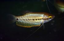 Trichopodus Pectoralis S