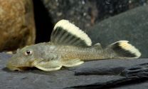 Parancistrus sp. magnum L047