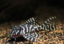 Hypancistrus sp. L333 - XL