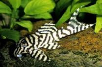 Hypancistrus sp. L236