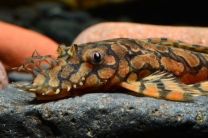Ancistrus sp. L519
