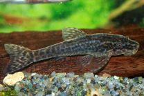Otothyropsis piribebuy