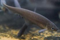 Xenomystus nigri