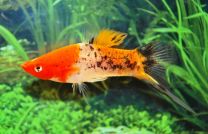 Xiphophorus helleri koi sanke