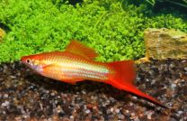 Xiphophorus helleri marygold
