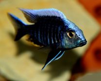 Aulonocara kandeense