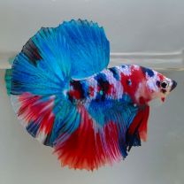 Betta splendens isane - galaxy "Candy"