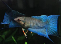 Macropodus spechti "Royal blue"