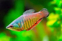 Sphaerichthys vaillanti