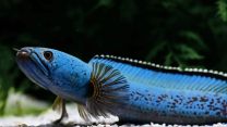 Channa aristonei