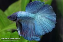 Betta isane halfmoon Fancy blue