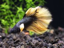 Betta splendens Halfmoon "Mustard black-yellow"