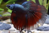 Betta isane halfmoon "Butterfly tricolor"
