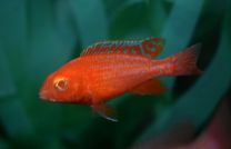 Aulonocara red dragon albino