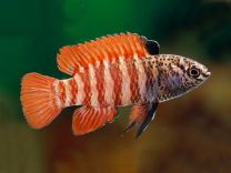 Dario sp. Myanmar