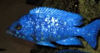 Placidochromis phenochilus